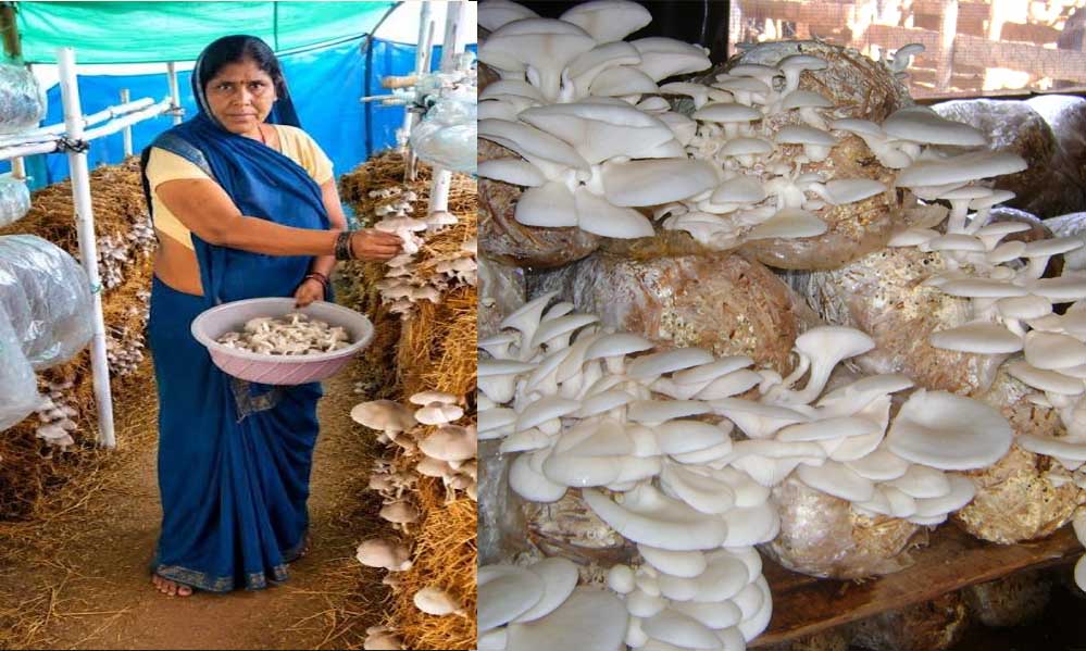 आत्मनिर्भरता की नई मिसाल- खेतों से मशरूम उत्पादन तक मिथिला दीदी ने लिखी सफलता की नई कहानी आत्मनिर्भरता की नई मिसाल- खेतों से मशरूम उत्पादन तक मिथिला दीदी ने लिखी सफलता की नई कहानी