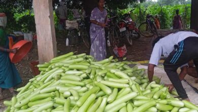 बिहान से बदली राह 35 महिला किसानों ने 600 क्विंटल सब्जी उगाकर लिखी सफलता की नई कहानी बिहान से बदली राह 35 महिला किसानों ने 600 क्विंटल सब्जी उगाकर लिखी सफलता की नई कहानी