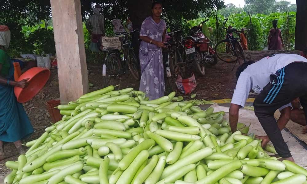 बिहान से बदली राह 35 महिला किसानों ने 600 क्विंटल सब्जी उगाकर लिखी सफलता की नई कहानी बिहान से बदली राह 35 महिला किसानों ने 600 क्विंटल सब्जी उगाकर लिखी सफलता की नई कहानी