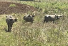 बांधवगढ़ में बढ़ रहा गौर का कुनबा, कान्हा में वन भैंसा पुनर्स्थापना से मजबूत होगा पारिस्थितिकी तंत्र
