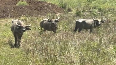 बांधवगढ़ में बढ़ रहा गौर का कुनबा, कान्हा में वन भैंसा पुनर्स्थापना से मजबूत होगा पारिस्थितिकी तंत्र