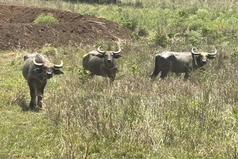 बांधवगढ़ में बढ़ रहा गौर का कुनबा, कान्हा में वन भैंसा पुनर्स्थापना से मजबूत होगा पारिस्थितिकी तंत्र बांधवगढ़ में बढ़ रहा गौर का कुनबा, कान्हा में वन भैंसा पुनर्स्थापना से मजबूत होगा पारिस्थितिकी तंत्र