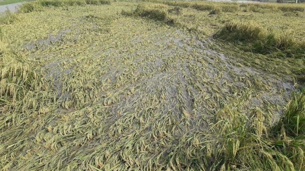 CM साय का भरोसा: बारिश से फसल नुकसान का होगा सर्वे, किसानों को मिलेगा मुआवजा