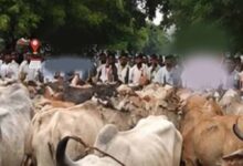 मवेशियों को लेकर पहुंचे किसान, रास्ते में ही हुआ समस्या का समाधान