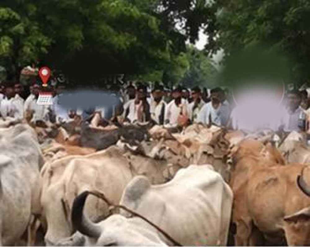मवेशियों को लेकर पहुंचे किसान, रास्ते में ही हुआ समस्या का समाधान मवेशियों को लेकर पहुंचे किसान, रास्ते में ही हुआ समस्या का समाधान