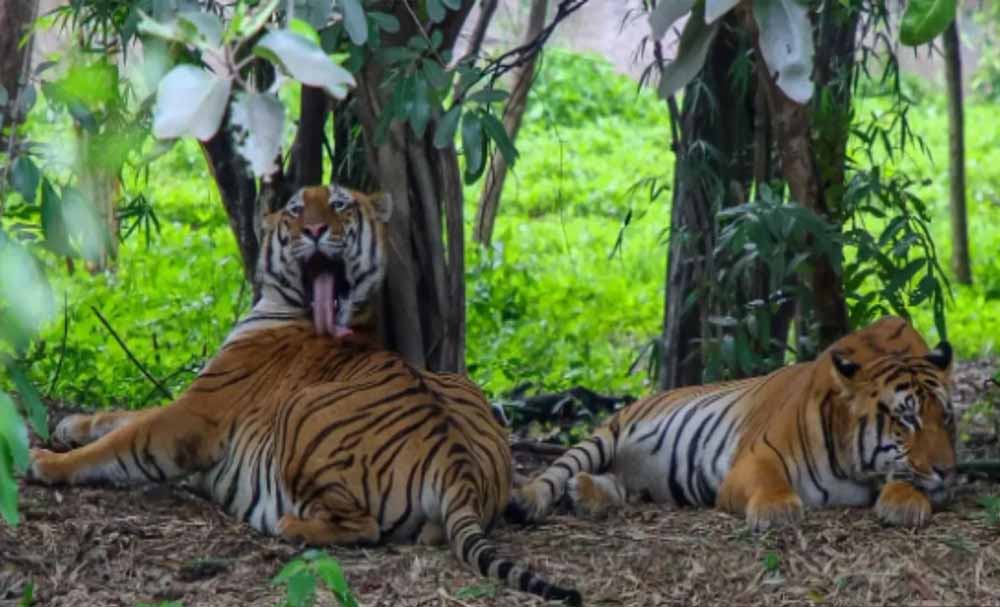 इंद्रावती टाइगर रिजर्व में अब वैज्ञानिक तरीके से होगी बाघों की निगरानी