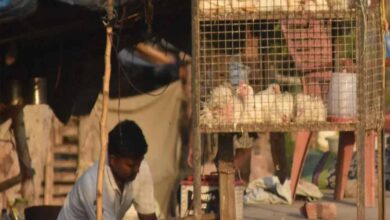 CG में 5 दिन मांस-मटन की बिक्री पर रोक, उल्लंघन करने वालों पर होगी सख्त कार्रवाई