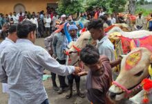 CG में पोला पर्व की धूम, CM विष्णुदेव साय कार्यक्रमों में होंगे शामिल