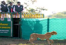 मुख्यमंत्री डॉ. यादव ने गांधी सागर अभयारण्य में छोड़ी मादा चीता राधा