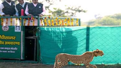 मुख्यमंत्री डॉ. यादव ने गांधी सागर अभयारण्य में छोड़ी मादा चीता राधा