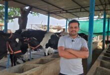 सेवा की कहानी: परंपरागत गौपालन को आधुनिक तकनीक का साथ, राजनाथ ने खड़ा किया सफल डेयरी व्यवसाय