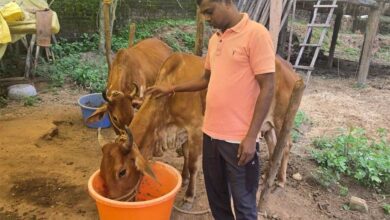 नस्ल सुधार ने बदली किसान विनोद की किस्मत, घर की बछिया बनी आर्थिक समृद्धि का आधार नस्ल सुधार ने बदली किसान विनोद की किस्मत, घर की बछिया बनी आर्थिक समृद्धि का आधार