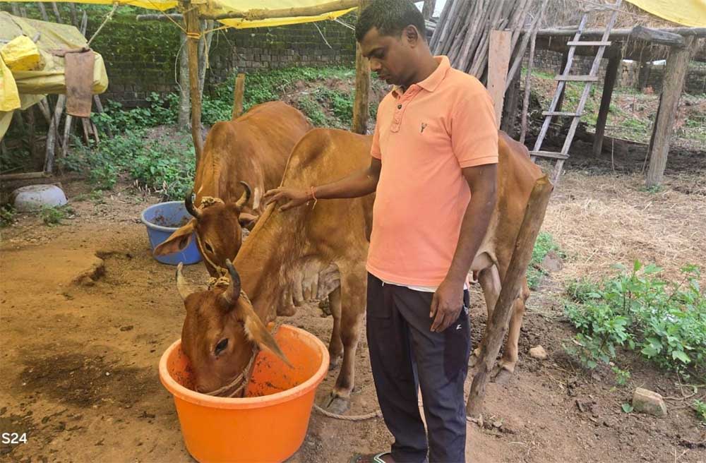 नस्ल सुधार ने बदली किसान विनोद की किस्मत, घर की बछिया बनी आर्थिक समृद्धि का आधार नस्ल सुधार ने बदली किसान विनोद की किस्मत, घर की बछिया बनी आर्थिक समृद्धि का आधार