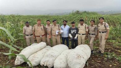 ऑपरेशन ग्रीन स्ट्राइक के तहत बड़वानी पुलिस की बड़ी कार्रवाई
