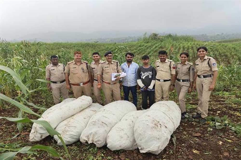 ऑपरेशन ग्रीन स्ट्राइक के तहत बड़वानी पुलिस की बड़ी कार्रवाई ऑपरेशन ग्रीन स्ट्राइक के तहत बड़वानी पुलिस की बड़ी कार्रवाई