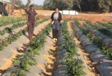 रायगढ़ के किसान ने ग्राफ्टेड टमाटर और बैंगन की खेती से कमाए 4.25 लाख