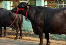 मंदसौर की कालिया गैंग का आतंक, तीन राज्यों से चुराईं 120 भैंसें; 40 वारदातें कबूली