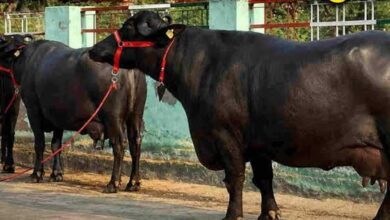 मंदसौर की कालिया गैंग का आतंक, तीन राज्यों से चुराईं 120 भैंसें; 40 वारदातें कबूली