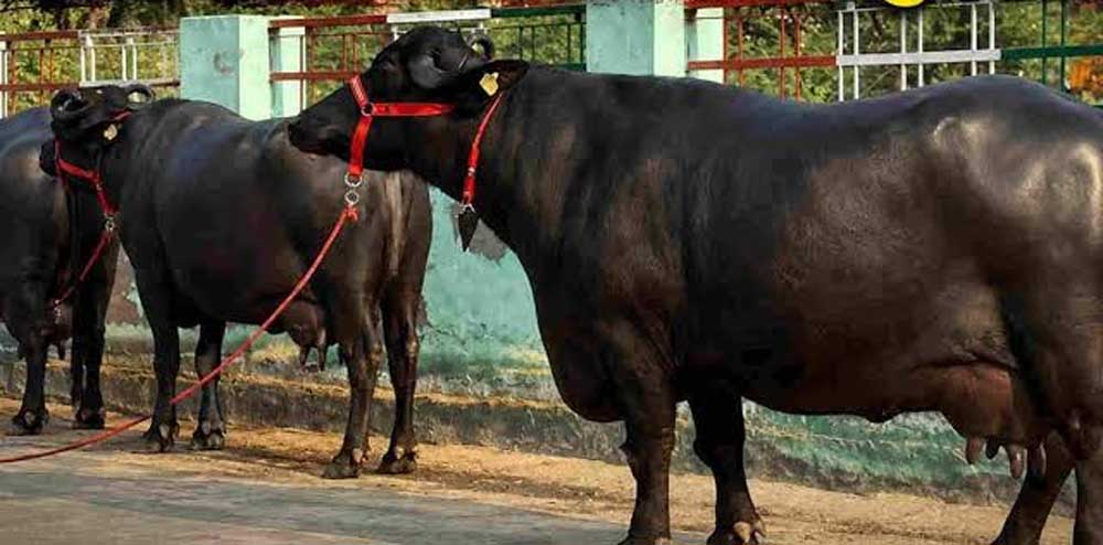 मंदसौर की कालिया गैंग का आतंक, तीन राज्यों से चुराईं 120 भैंसें; 40 वारदातें कबूली