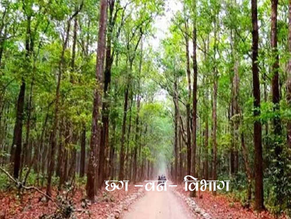 वन विभाग के 3630 दैनिक वेतनभोगियों के लिए बड़ी खुशखबरी, नियमितीकरण की प्रक्रिया शुरू वन विभाग के 3630 दैनिक वेतनभोगियों के लिए बड़ी खुशखबरी, नियमितीकरण की प्रक्रिया शुरू