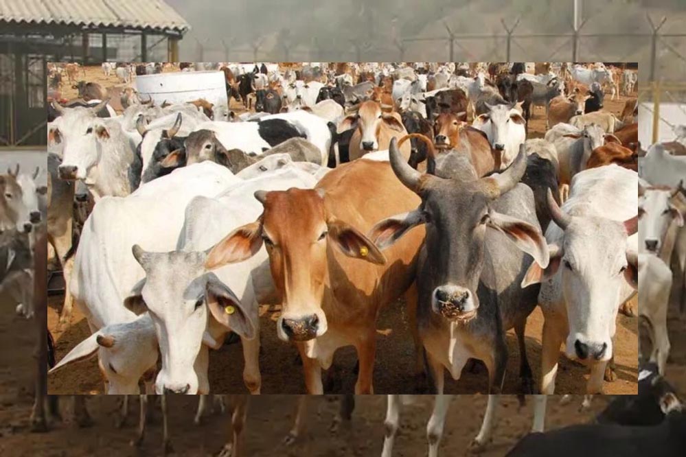 गोशालाओं में हो सकेंगे मांगलिक कार्यक्रम, गो-पर्यटन से गांवों को मिलेगा कमाई का नया रास्ता गोशालाओं में हो सकेंगे मांगलिक कार्यक्रम, गो-पर्यटन से गांवों को मिलेगा कमाई का नया रास्ता