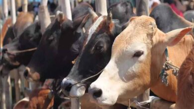 गऊ रक्षा के लिये जनप्रतिनिधि एवं आम जन आगे आये