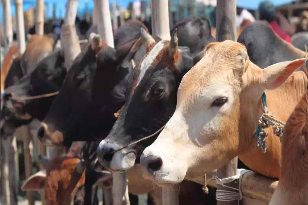 गऊ रक्षा के लिये जनप्रतिनिधि एवं आम जन आगे आये