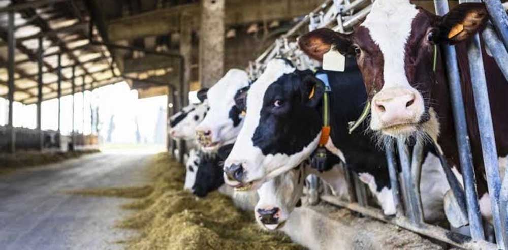 डेयरी क्षेत्र में 22 कंपनियां करेंगी 695.18 करोड़ का निवेश डेयरी क्षेत्र में 22 कंपनियां करेंगी 695.18 करोड़ का निवेश