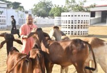 गोरखनाथ मंदिर की गोशाला में सीएम योगी ने की गोसेवा