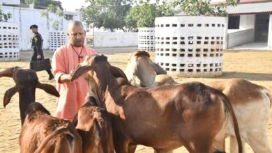 गोरखनाथ मंदिर की गोशाला में सीएम योगी ने की गोसेवा