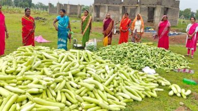 अतिक्रमण मुक्त 25 एकड़ बंजर भूमि पर उगी समृद्धि