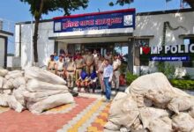 मध्यप्रदेश पुलिस की बड़ी कार्रवाई, अलीराजपुर में 20 क्विंटल गांजे के पौधे जब्त; ₹1 करोड़ की संपत्ति पर एक्शन