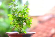 Tulsi Vastu Tips: घर की इस दिशा में भूलकर भी न रखें तुलसी, जानें सही जगह और जरूरी नियम