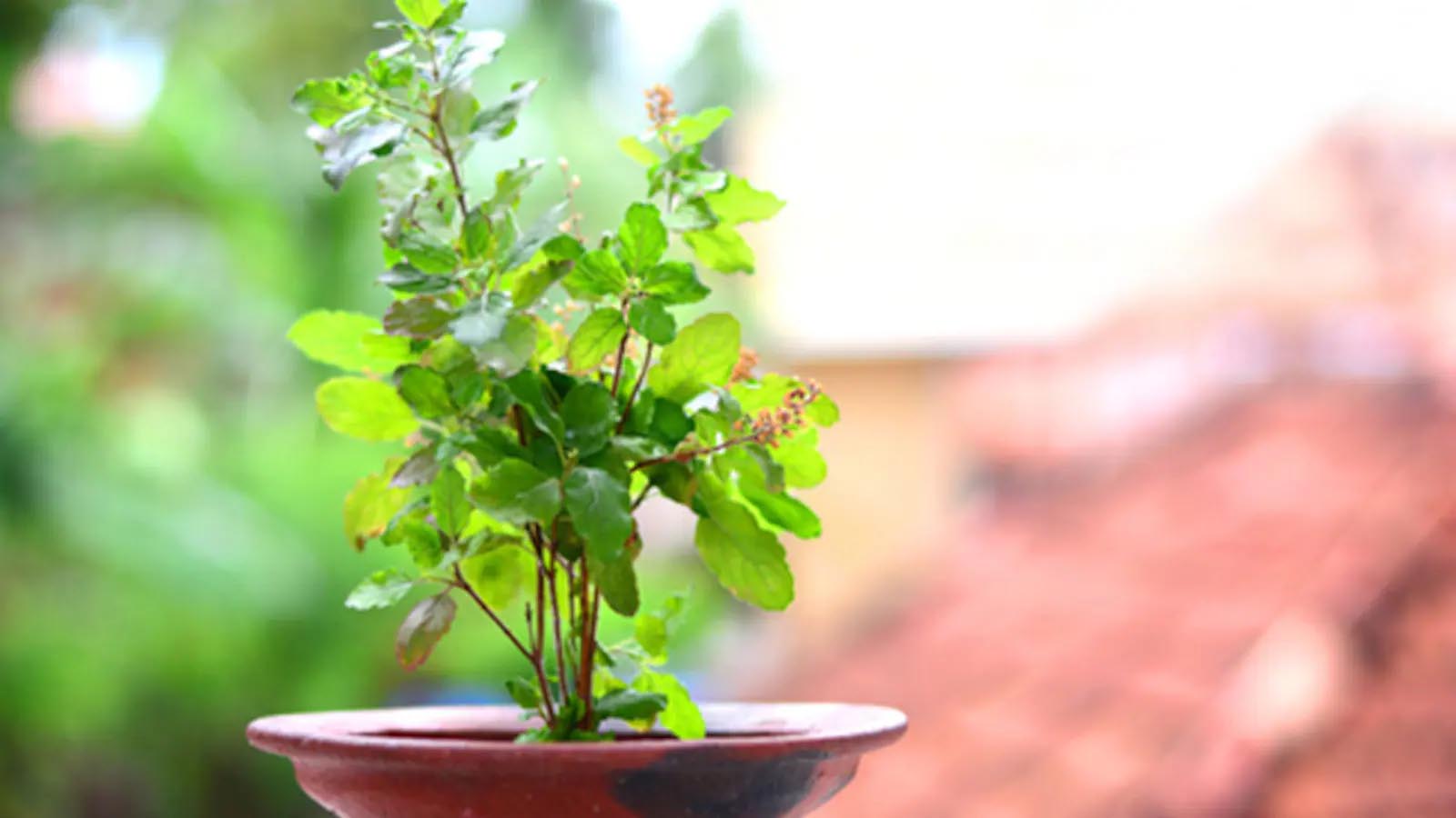 Tulsi Vastu Tips: घर की इस दिशा में भूलकर भी न रखें तुलसी, जानें सही जगह और जरूरी नियम Tulsi Vastu Tips: घर की इस दिशा में भूलकर भी न रखें तुलसी, जानें सही जगह और जरूरी नियम