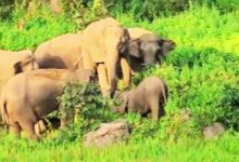 छत्तीसगढ़ में 53 हाथियों के झुंड ने स्कूल की बाउंड्री तोड़ी, धान की फसल रौंदी; बच्चों में दहशत