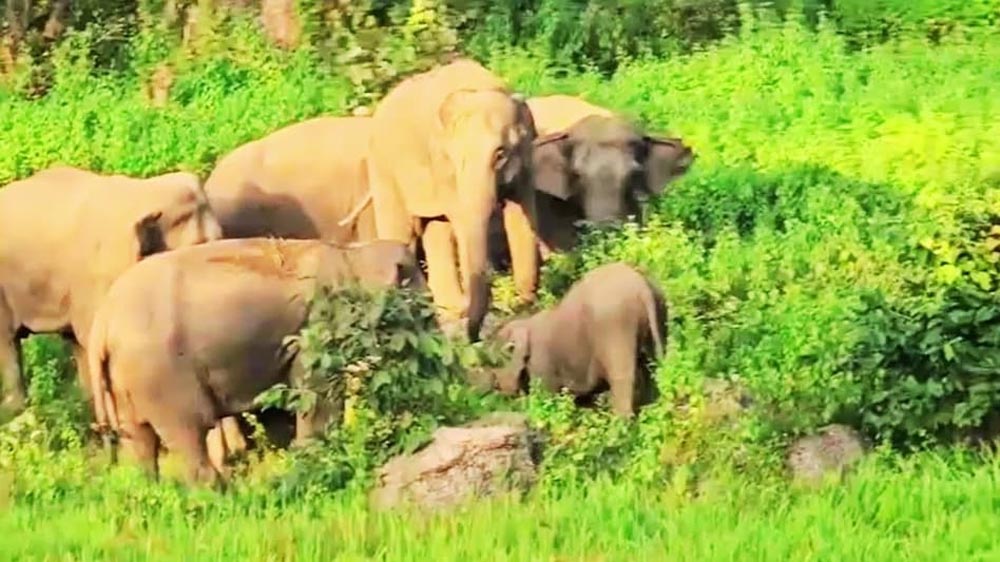 छत्तीसगढ़ में 53 हाथियों के झुंड ने स्कूल की बाउंड्री तोड़ी, धान की फसल रौंदी; बच्चों में दहशत