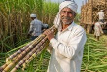 गन्ना किसानों के हित में बड़ा निर्णय: अब 425 रुपए प्रति क्विंटल की दर से होगी गन्ने की खरीदी