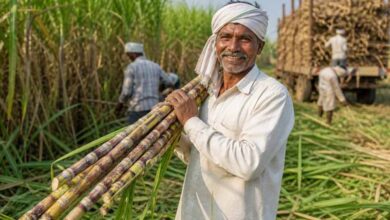 गन्ना किसानों के हित में बड़ा निर्णय: अब 425 रुपए प्रति क्विंटल की दर से होगी गन्ने की खरीदी