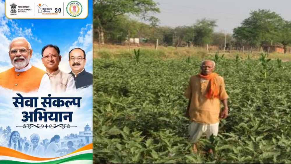 धान की पारंपरिक खेती से आगे बढ़कर फागूराम ने अपनाई ग्राफ्टेड बैंगन की खेती, मुनाफे में हुई 20 हजार रुपये की बढ़ोतरी धान की पारंपरिक खेती से आगे बढ़कर फागूराम ने अपनाई ग्राफ्टेड बैंगन की खेती, मुनाफे में हुई 20 हजार रुपये की बढ़ोतरी