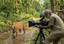 रणथंभौर की ‘मछली’ के बाद यूपी के जंगलों पर नल्ला मुथु की नजर, वन विभाग ने खोला नया प्लान