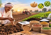 रबी फसलों के बीज का पर्याप्त भण्डारण,किसान अधिकृत विक्रय केन्दों में बीज प्राप्त करें