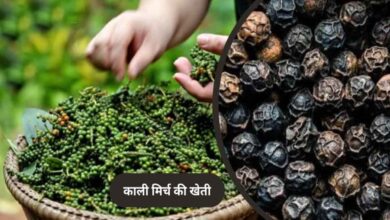 पचमढ़ी में अब होगी काली मिर्च और दालचीनी की खेती, किसानों को मिलेंगे पौधे