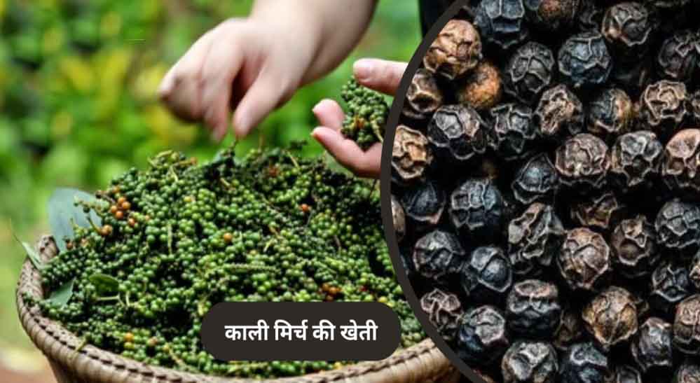 पचमढ़ी में अब होगी काली मिर्च और दालचीनी की खेती, किसानों को मिलेंगे पौधे