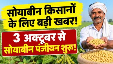 3 अक्टूबर से सोयाबीन पंजीयन शुरू, भावांतर योजना में फिर होगी खरीदी; ₹1 से वेरिफिकेशन