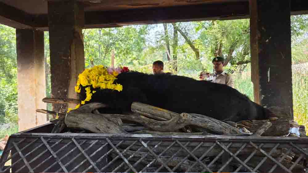 नंदनवन जू एवं जंगल सफारी में 25 वर्षीय मादा हिमालयन भालू ‘फफोरी’ की मौत नंदनवन जू एवं जंगल सफारी में 25 वर्षीय मादा हिमालयन भालू ‘फफोरी’ की मौत