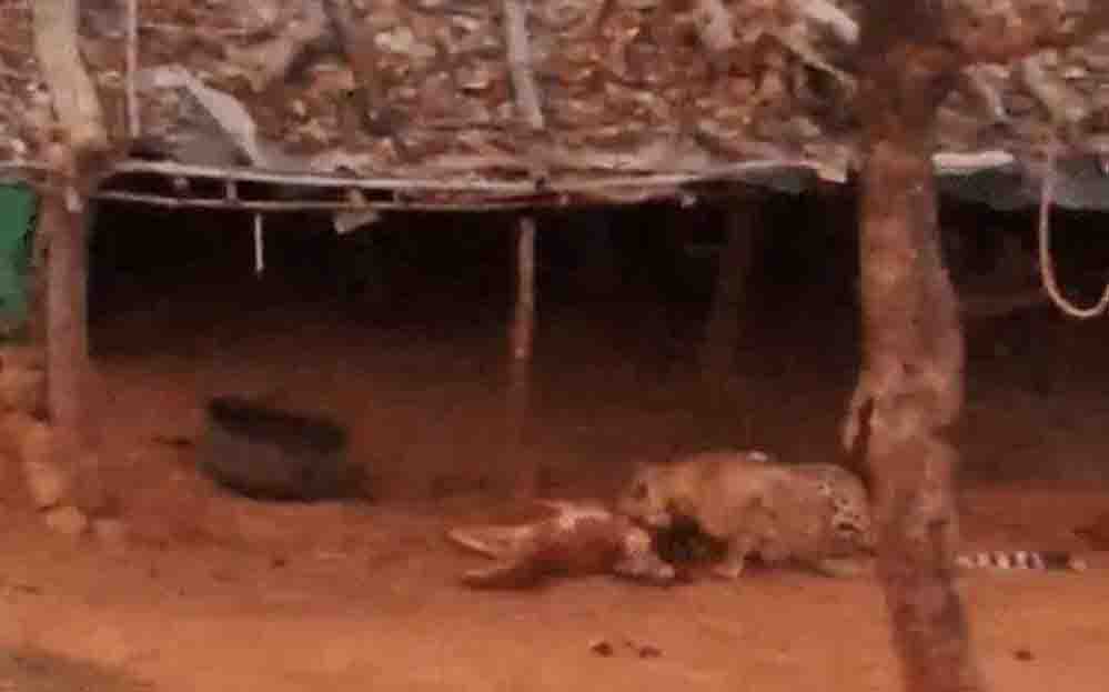 कूनो में चीते की मौत की होगी दोहरी जांच, STF के साथ केंद्रीय कमेटी भी खंगालेगी मामला कूनो में चीते की मौत की होगी दोहरी जांच, STF के साथ केंद्रीय कमेटी भी खंगालेगी मामला