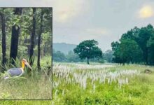 चक्रवात अरनब के प्रभाव से सुहावना हुआ मौसम, बांधवगढ़ टाइगर रिजर्व में प्रबंधन सतर्क