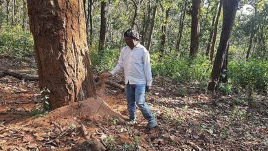 डिंडौरी में डेढ़ लाख पेड़ों की कटाई का लक्ष्य, अब तक सिर्फ 4516 पेड़ कटे