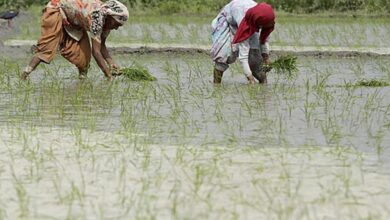 यूपी में रबी फसलों का उत्पादन बढ़ाने का लक्ष्य, किसानों को खाद-बीज और कृषि यंत्रों पर अनुदान