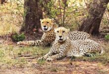 चीतों के स्वागत को तैयार नौरादेही, 7 अक्टूबर को कूनो से लाए जाएंगे 2 चीते; बनेगा तीन बड़ी बिल्लियों का घर